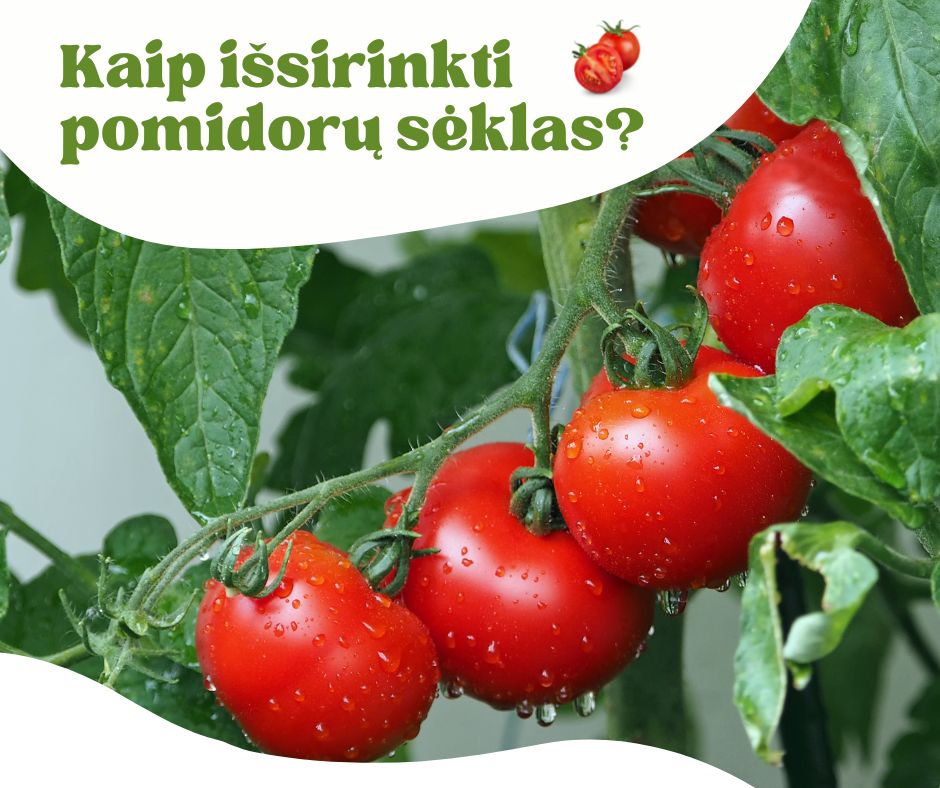 Kaip išsirinkti pomidorų sėklas?